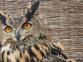 Customer Photo of Birds of Prey West Yorkshire